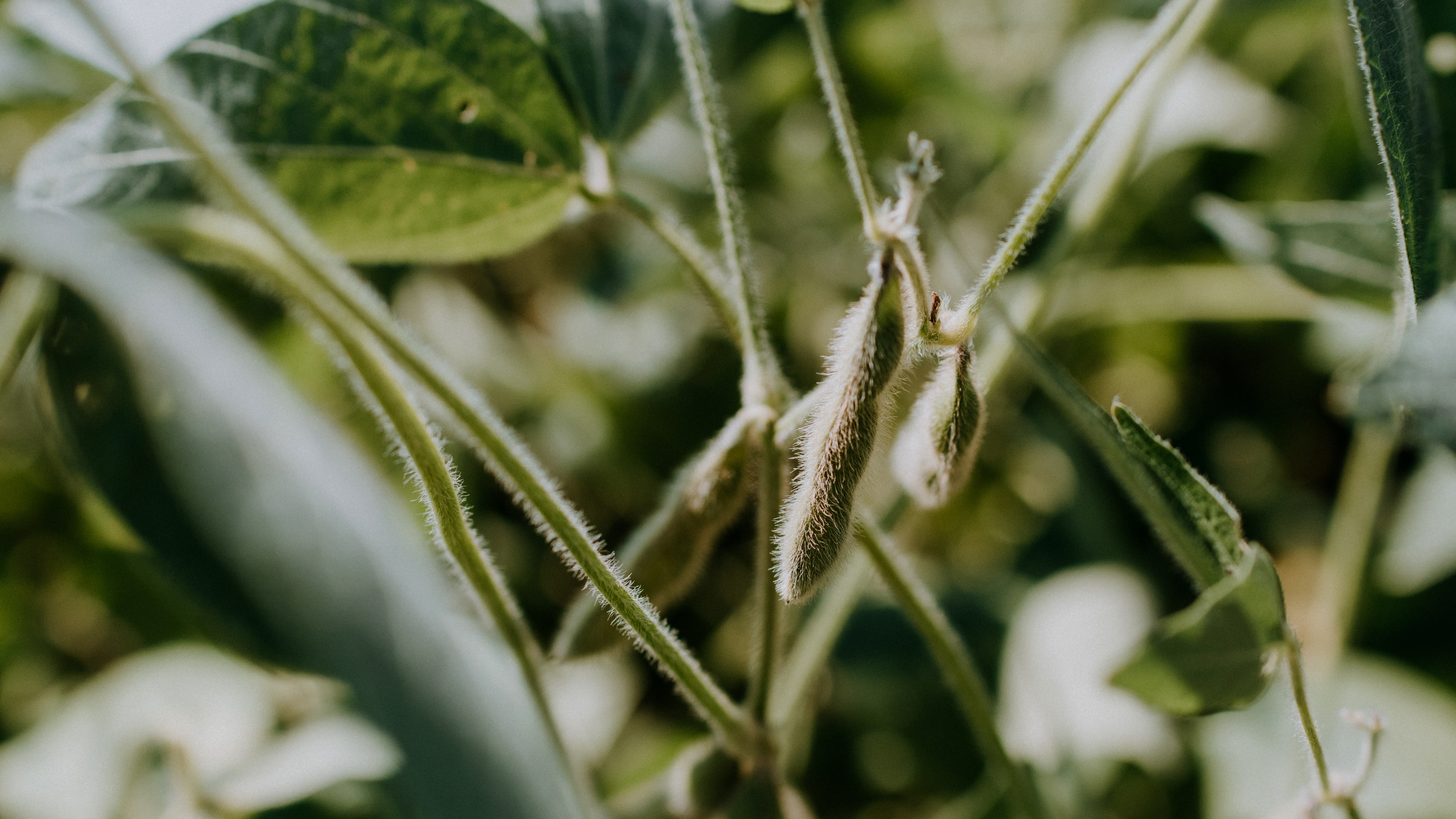 Soybean – Brazil: USDA Forecast A Record Brazil Soybean Crop, Could La Nina Thwart it?