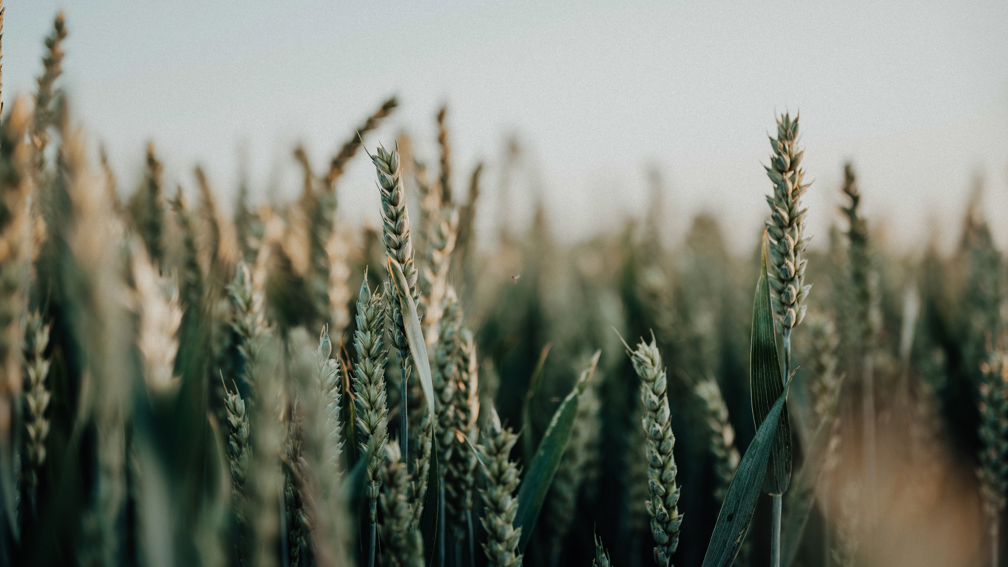 Black Sea wheat prices hit $325 and SRW – $8, is the rally over?