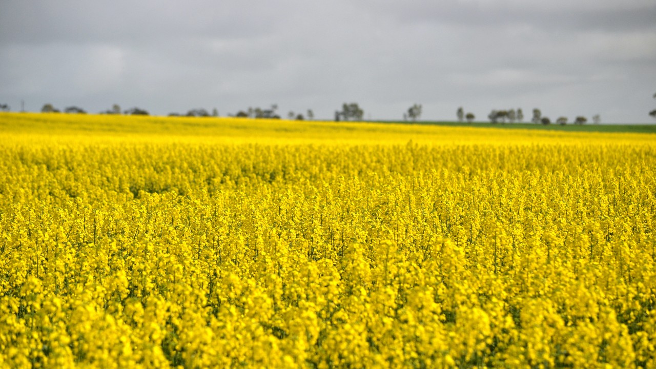 Japan Ranks First in Australian Canola Exports