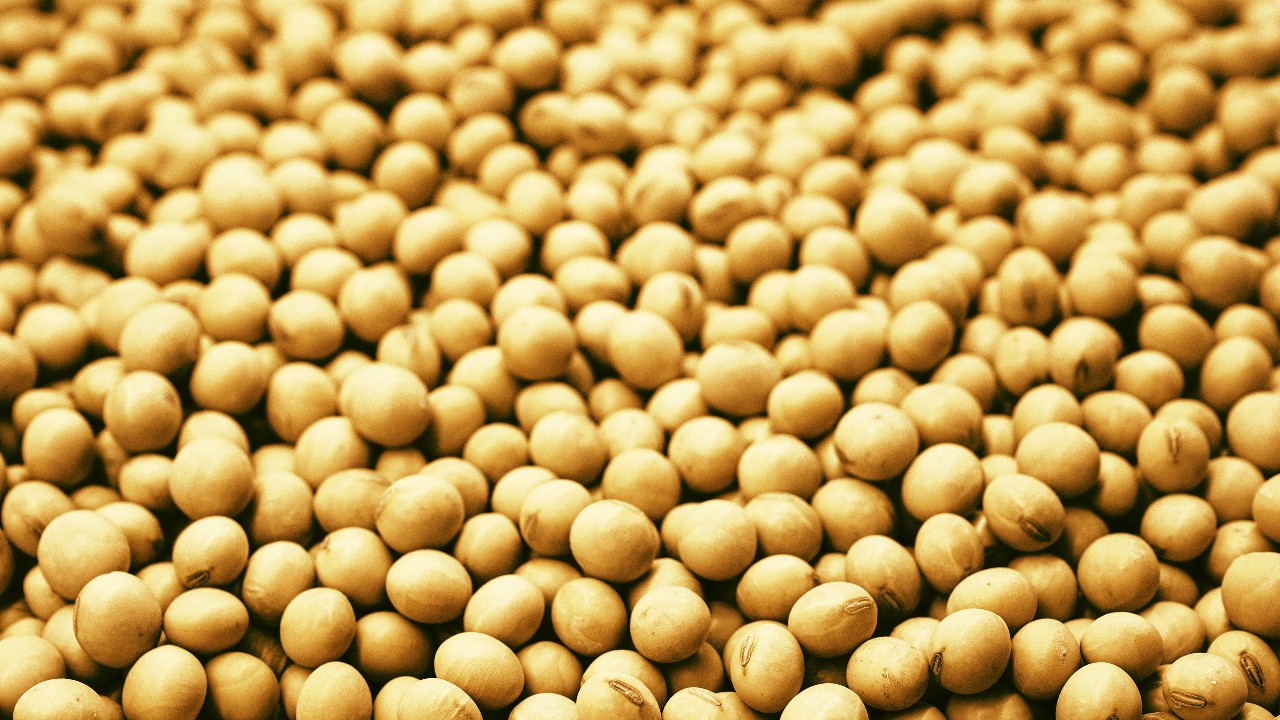 Denmark Commits to Sustainable Soybean Production