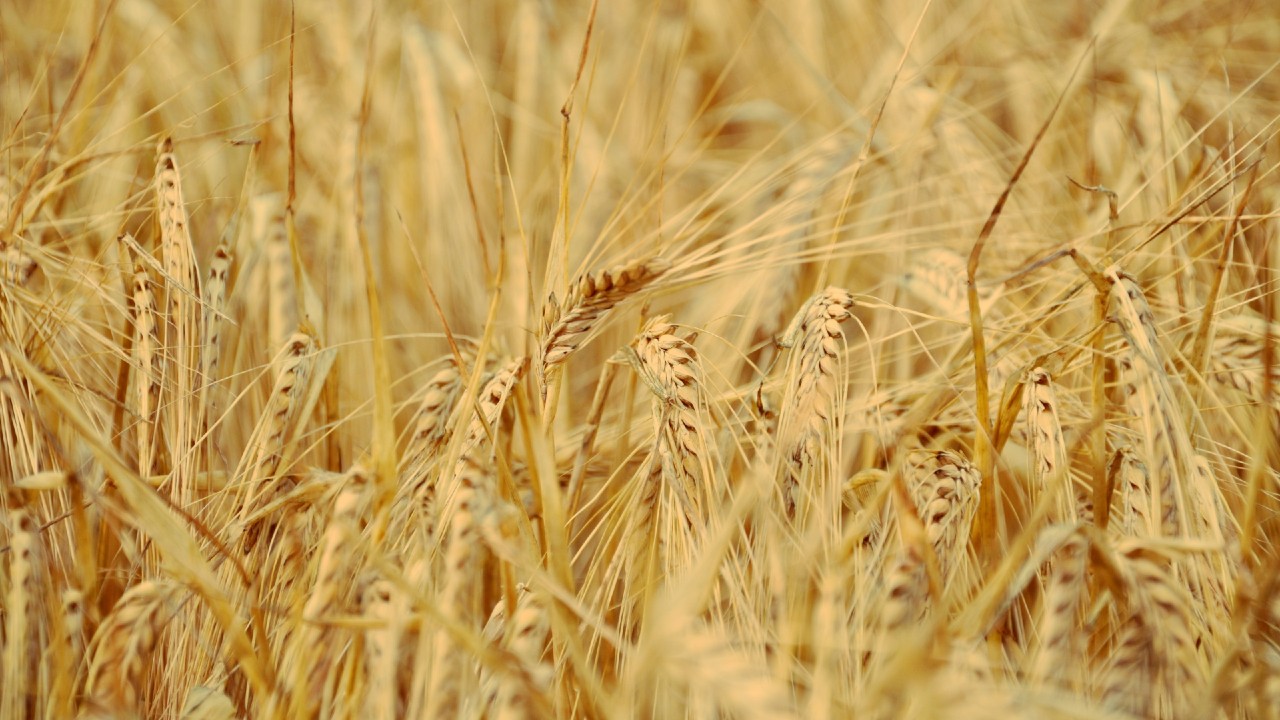 Australia Returns Big to Saudi Arabian Barley Market