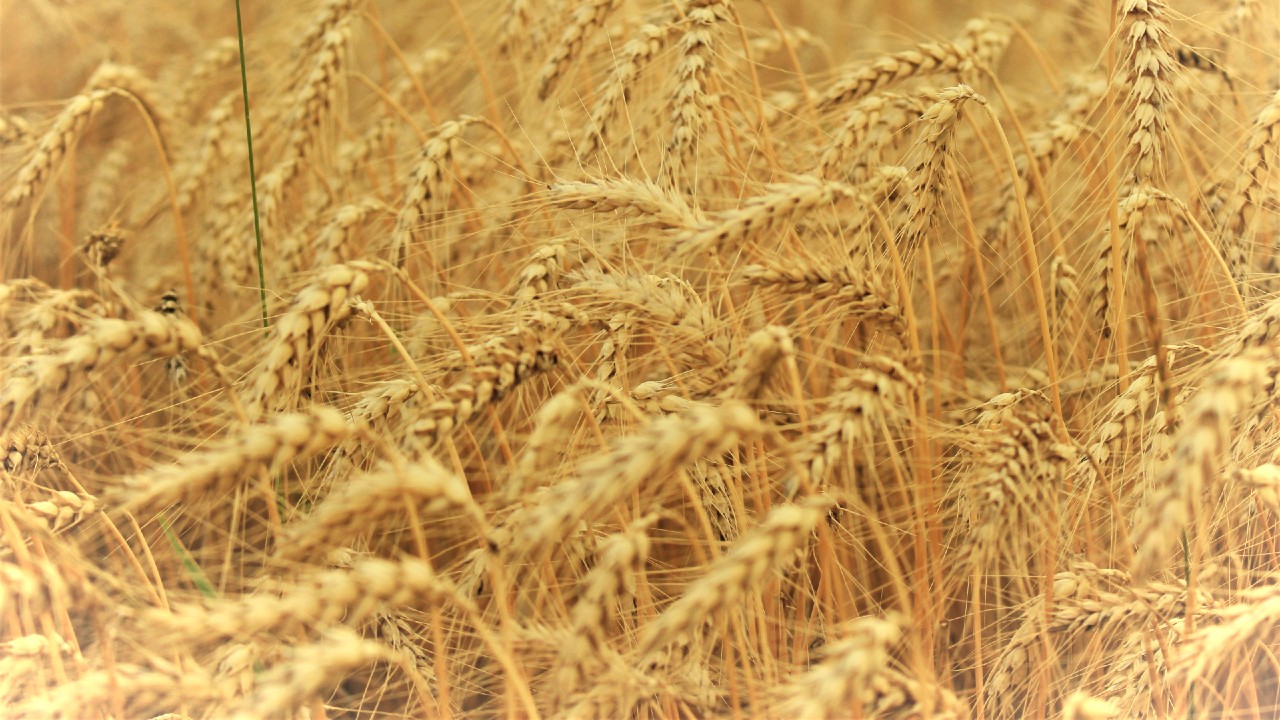 Indian Farmers Grow Mostly Low-Yield Barley