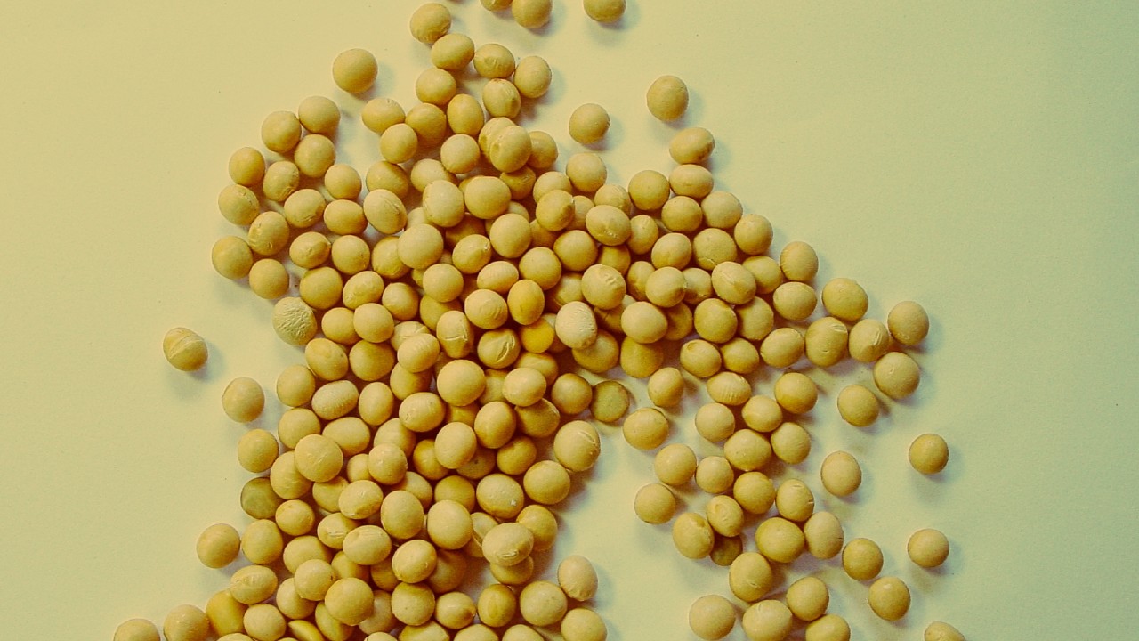 Bangladesh Runs a Project to Upgrade Soybean Variety