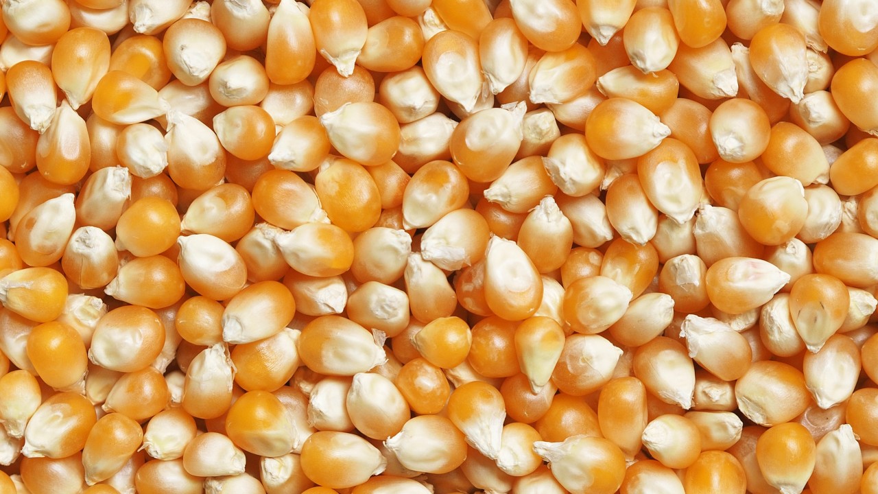 The United States Consults With Mexico on Biotech Corn Ban
