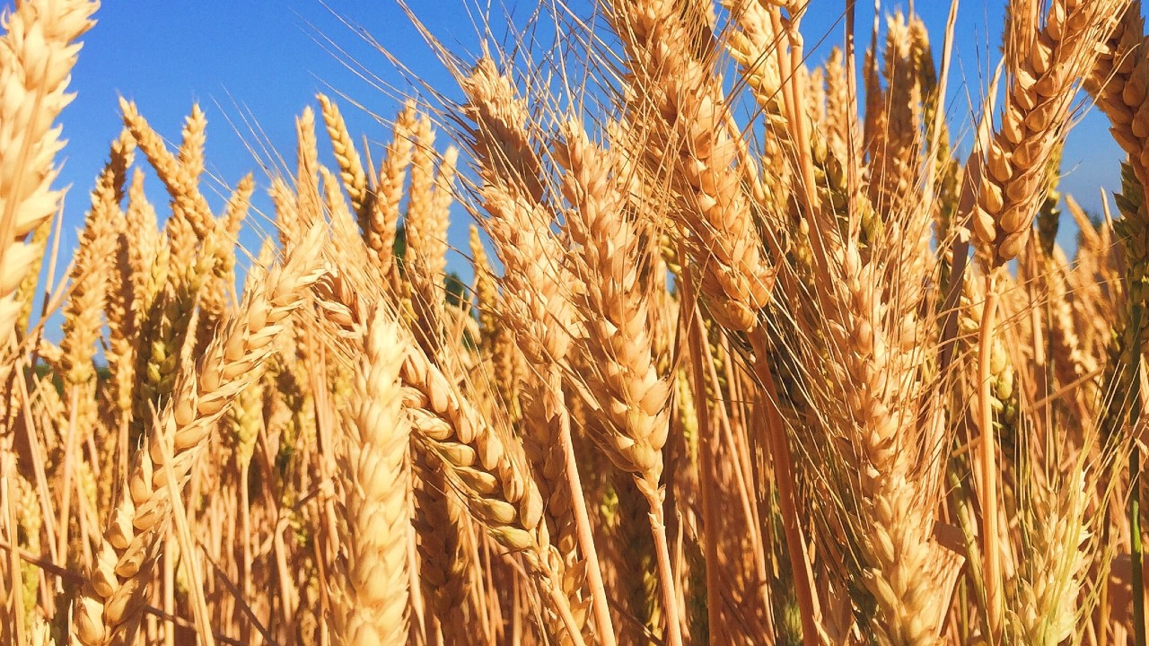 Slovenia Wheat: Balanced Trade Value