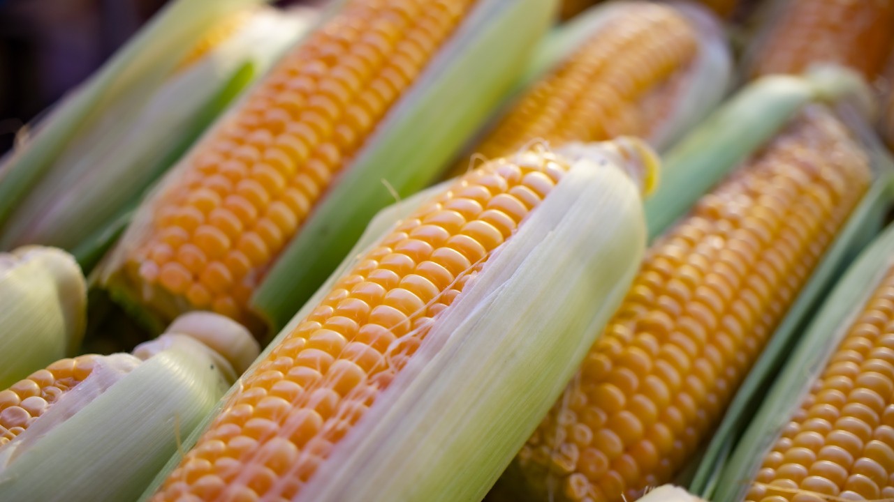 Mexico: 50% Tariff on White Corn Depresses Export