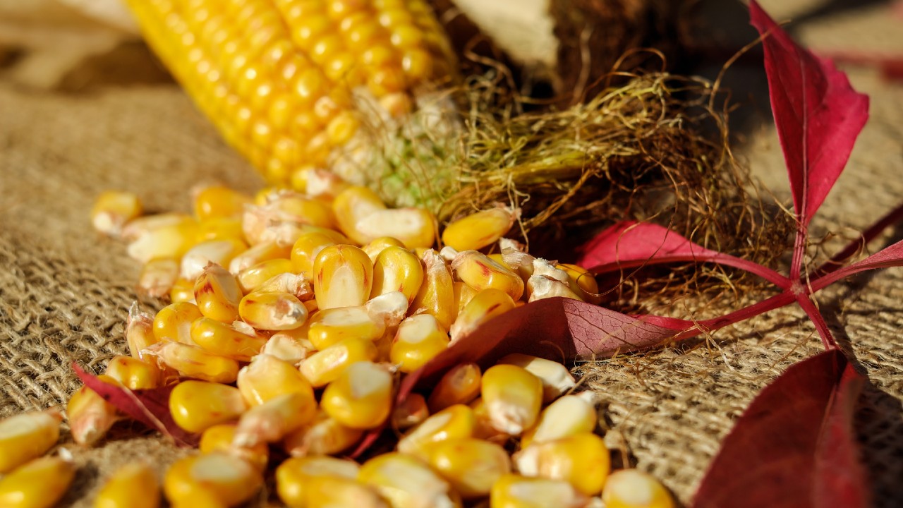 Broiler Revitalization Project to Boost Corn in Ghana