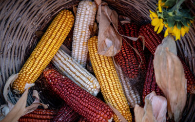 Libya Corn Imports: Argentina Challenges European Suppliers