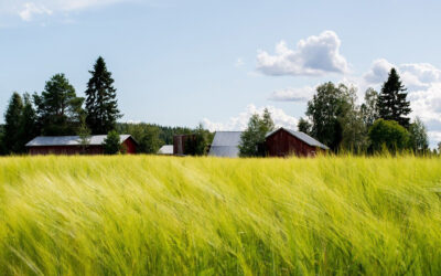 Summer Barley Cultivation Is Falling in Austria