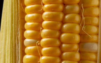 France Corn Imports: Poland Leads