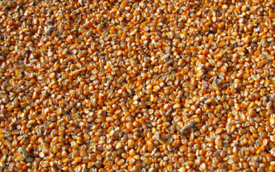 Brazil Chases Ukraine in Italian Corn Import Market