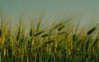 Black Sea Barley – Battle for Spain, a Ban on Durum Wheat